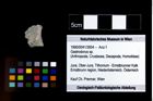 Foto (Objekt + Etikett) von Gastrodorus sp.  (NHMW-GEO-1990-0041-3954)